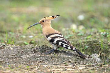 Common Hoopoe (Upupa epops) standing in a natural habitat, captured in a detailed close-up wildlife photograph.  © Ganga Raj Sunuwwar