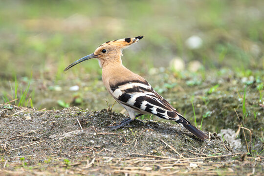 Common Hoopoe (Upupa epops) standing in a natural habitat, captured in a detailed close-up wildlife photograph. 