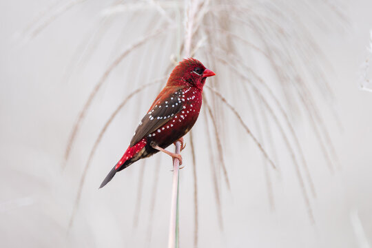 Red Avadavat (Amandava amandava) captured in a clear close-up wildlife photograph, showing its vibrant red plumage, distinctive white spots, detailed feathers, and characteristic markings in sharp foc