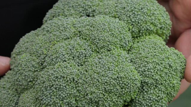 Specialist holding fresh healthy broccoli heads to demonstrate crop quality