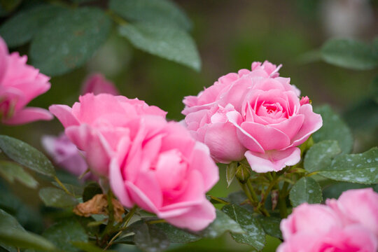 Pink roses glow with water droplets. Delicate petals show fresh morning dew. Lush green leaves surround the blooms. Blurred background creates soft focus. Perfect for spring wedding backgrounds