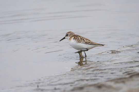 Little Stint (Calidris minuta) standing along a river shore, captured in a clear close-up wildlife photograph. The small migratory shorebird is shown in its natural riverside habitat