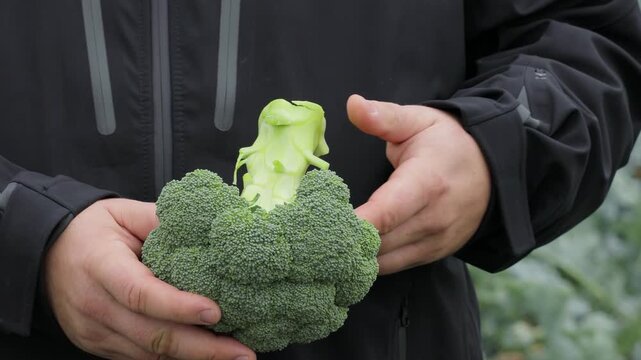 Specialist holding fresh healthy broccoli heads to demonstrate crop quality