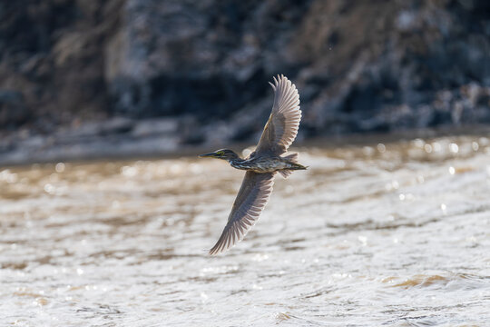 Little Heron (Butorides striata) flying low over a muddy river, captured in a detailed wildlife photograph showing its wings fully extended above the natural riverside habitat.