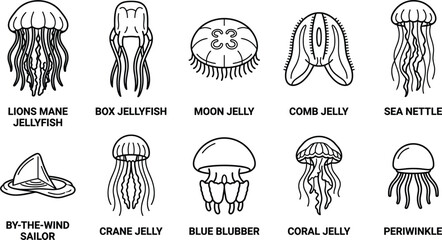 Obraz premium Jellyfish species diversity line icons featuring mane box moon comb nettle sailor crane blubber coral periwinkle marine organism