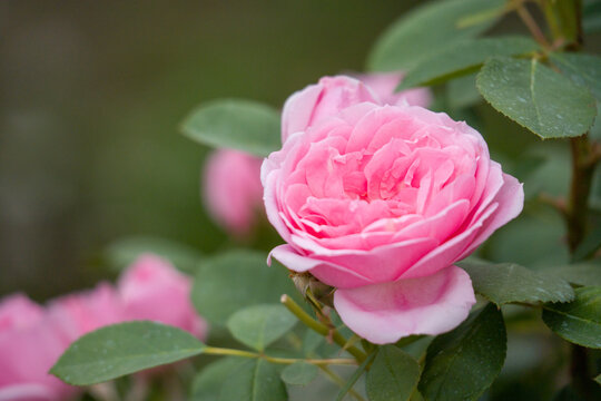 Pink rose blooms beautifully in focus. Petals curve softly and layer elegantly. Green leaves surround the flower's stem. Blurred pink blooms fill the background. This garden scene feels tranquil