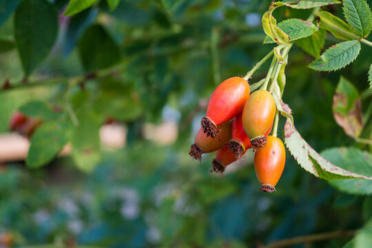 A closeup of ripe orange rose hips growing on a branch with green serrated leaves. The fruit is smooth and oval with dried dark sepals at the base. Icontent.