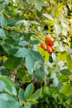 A vertical closeup of orange rose hips growing on a branch with green serrated leaves. The fruit is smooth and oval with dried dark sepals at the base. 