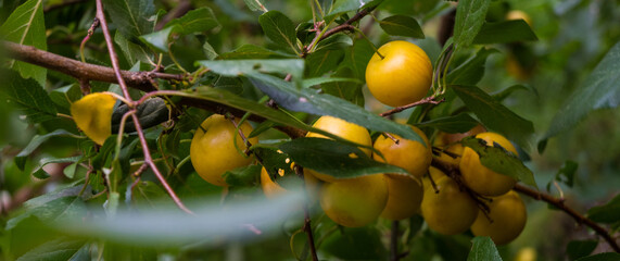 A closeup of yellow cherry plum fruits growing on a branch with green leaves. One large plum stands out in the center surrounded by smaller fruit and foliage.  © Margarita