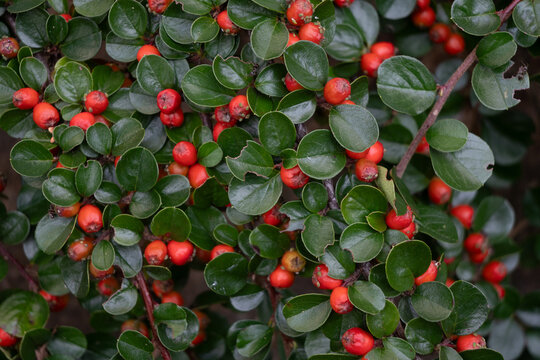 A closeup of bright red cotoneaster berries growing on a branch with small glossy green leaves. The round fruit has a dried tip and grows in dense clusters. 