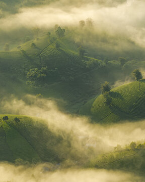 Aerial view of Long Coc Tea Hill with lush green tea plantations covering rolling hills shrouded in morning mist in Long Coc, Phu Tho, Vietnam.