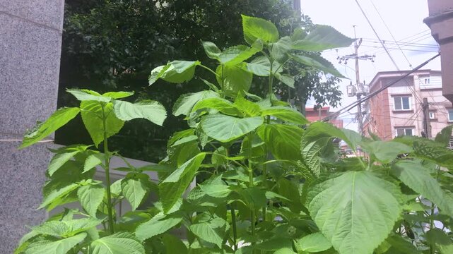 Perilla leaves grow in a vegetable garden.