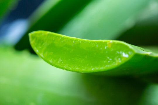 fresh green aloe vera leaves natural organic ingredient for skincare and herbal medicine