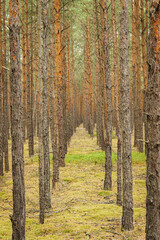 Straight rows of pine tree trunks in a coniferous forest plantation in Calauer Schweiz, Germany © Philipp