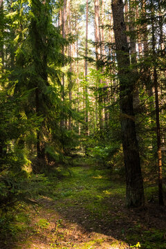 A vertical shot of a narrow dirt path through a coniferous forest. Sunlight creates dappled shadows on the trail and green moss. Ideal for nature walks and mushroom hunting in the woodland.