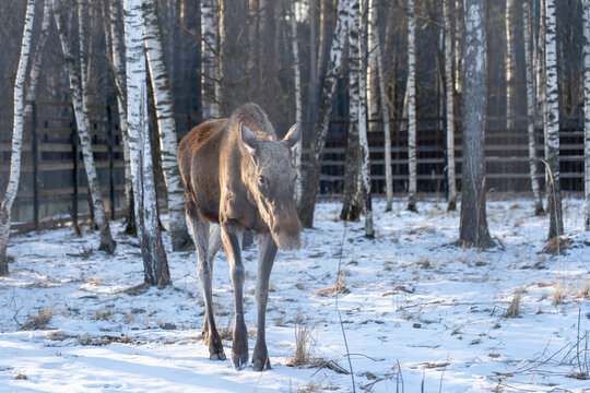 Moose walks through a snow-covered forest. Its brown coat contrasts with the white snow. Tall birch trees line the background. Wooden fence hints at a natural reserve. The scene is serene and quiet