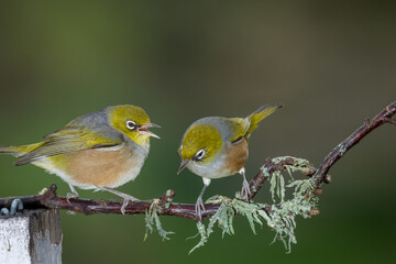 Fototapeta premium Close up of a silvereye or wax-eye (Zosterops lateralis), also known by its Māori name tauhou, which is a very small omnivorous passerine bird of the south-west Pacific. Recognized by its distinctive 