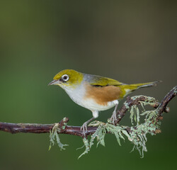Fototapeta premium Close up of a silvereye or wax-eye (Zosterops lateralis), also known by its Māori name tauhou, which is a very small omnivorous passerine bird of the south-west Pacific. Recognized by its distinctive 