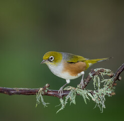 Fototapeta premium Close up of a silvereye or wax-eye (Zosterops lateralis), also known by its Māori name tauhou, which is a very small omnivorous passerine bird of the south-west Pacific. Recognized by its distinctive 