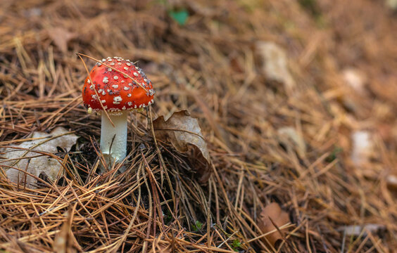 A fly agaric grows in the forest. Selective focus.