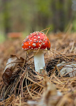A fly agaric grows in the forest. Selective focus.