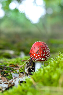 A fly agaric grows in the forest. Selective focus.