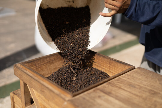 Pouring raw black pepper into traditional wooden winnowing machine, farmer processing and cleaning peppercorns after harvest
