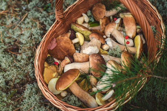 Picking mushrooms in the forest. Selective focus. nature.