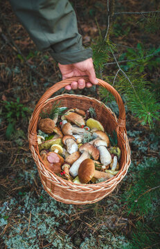 Picking mushrooms in the forest. Selective focus. nature.