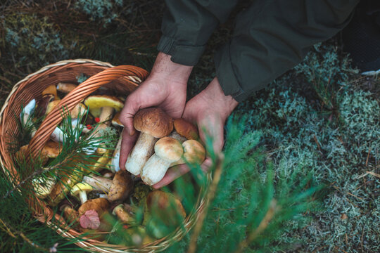 Picking mushrooms in the forest. Selective focus. nature.