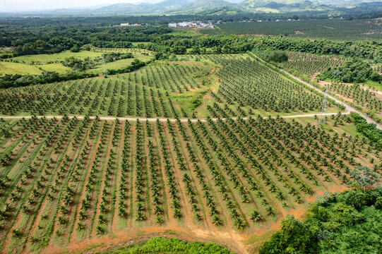 Aerial view of a vast coconut plantation with rows of young trees, dirt paths, and lush tropical vegetation in Villa Altagracia, San Cristobal Province, Dominican Republic.