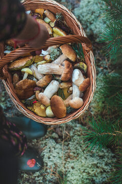 Picking mushrooms in the forest. Selective focus. nature.