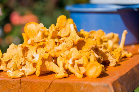 Bright yellow chanterelles cluster on a wooden board. Soft green foliage and a blue container blur softly behind. These edible mushrooms glow warmly in natural light