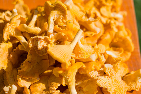 Golden chanterelle mushrooms cluster closely together. Their vibrant yellow-orange caps glow softly. Delicate gills peek from each cap's edge. The wooden surface beneath adds warm texture