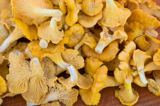 Close-up of golden chanterelle mushrooms. Vibrant yellow hues dominate the frame. Intricate gill patterns show texture details. Round caps and sturdy stems are visible