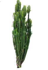 Tall green cactus plant with vertical branches isolated on a transparent background isolated on white background © iyasmin