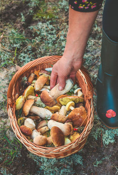 Picking mushrooms in the forest. Selective focus. nature.