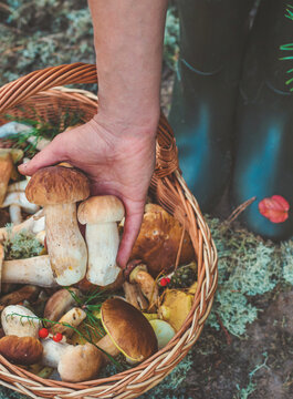Picking mushrooms in the forest. Selective focus. nature.