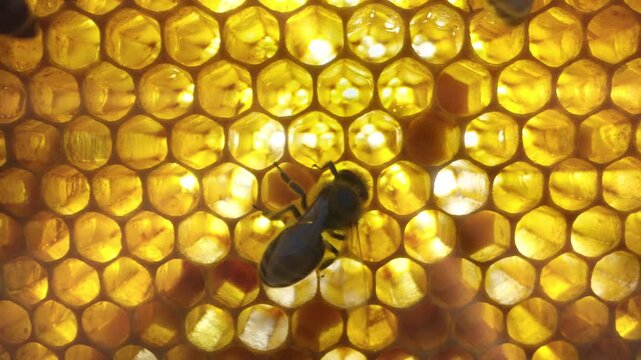 Bees moving inside yellow honeycomb, within hive. Natural pollination and teamwork, productivity, ecosystem harmony. Agriculture, beekeeping, sustainability, nature education.