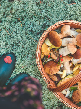 Picking mushrooms in the forest. Selective focus. nature.