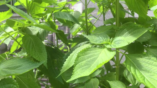 Perilla leaves grow in a vegetable garden.