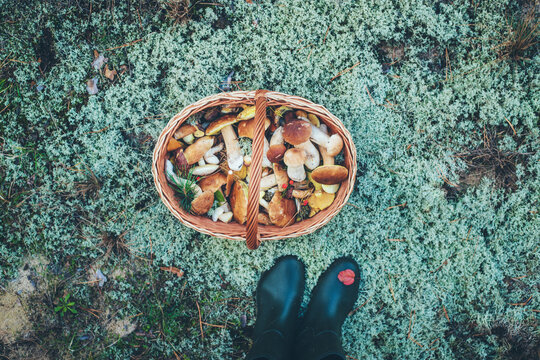 Picking mushrooms in the forest. Selective focus. nature.
