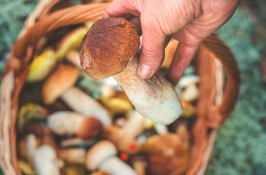 Picking mushrooms in the forest. Selective focus. nature.