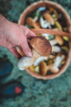 Picking mushrooms in the forest. Selective focus. nature.