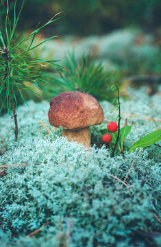Picking mushrooms in the forest. Selective focus. nature.