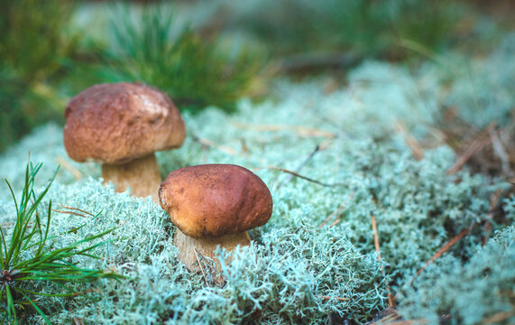 Picking mushrooms in the forest. Selective focus. nature.