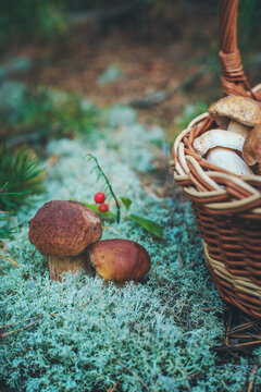 Picking mushrooms in the forest. Selective focus. nature.
