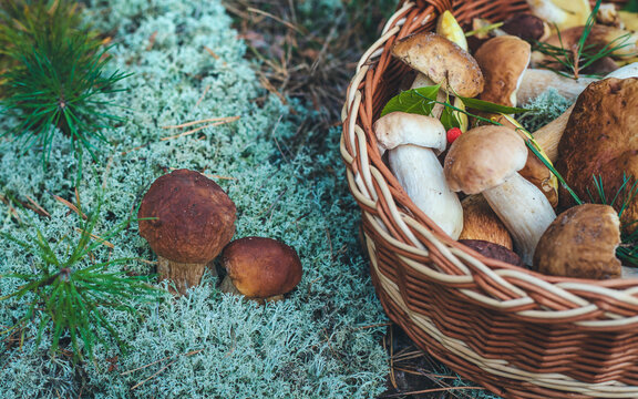 Picking mushrooms in the forest. Selective focus. nature.