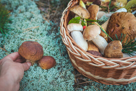 Picking mushrooms in the forest. Selective focus. nature.