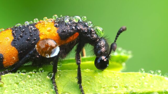Blister beetle covered in morning dew sitting on green leaf macro shot